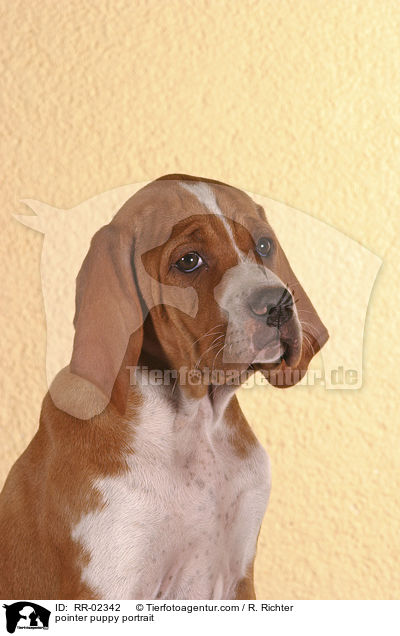 pointer puppy portrait / RR-02342