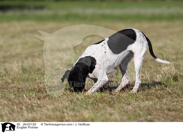 English Pointer / JH-03120