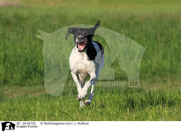 English Pointer / JH-03122