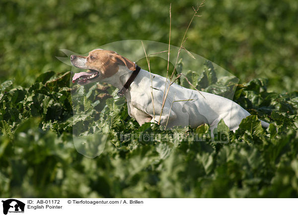 English Pointer / English Pointer / AB-01172