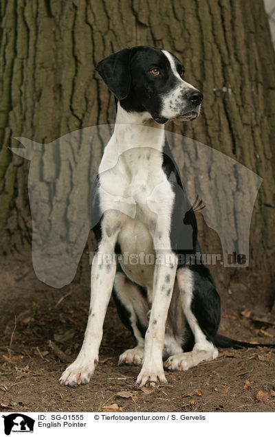 English Pointer / English Pointer / SG-01555