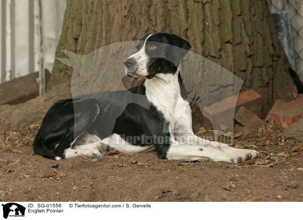 English Pointer / English Pointer / SG-01556