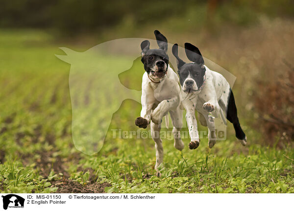 2 English Pointer / 2 English Pointer / MIS-01150