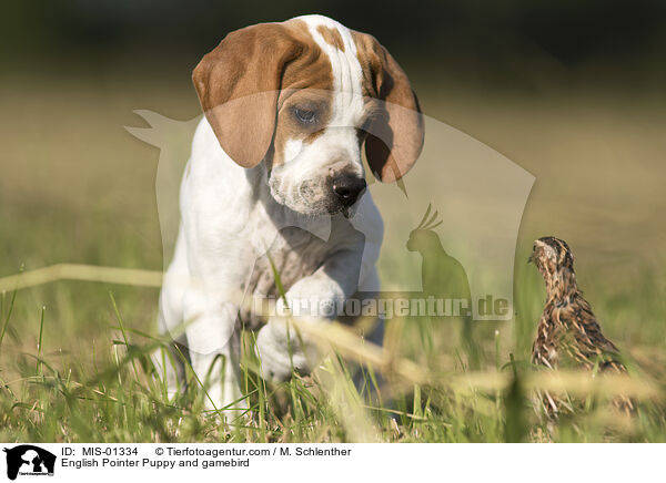 English Pointer Puppy and gamebird / MIS-01334