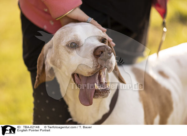 English Pointer Portrait / TBA-02148