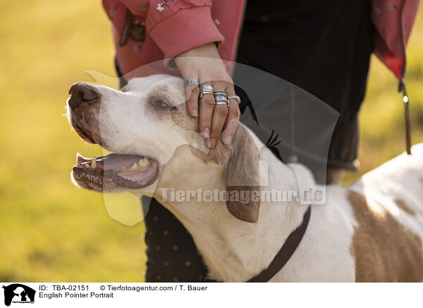 English Pointer Portrait / TBA-02151