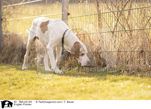 English Pointer / TBA-02155