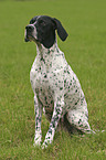 sitting Pointer