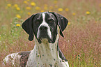 English Pointer Portrait