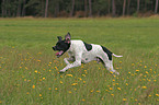 pointer in action