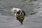 pointer in the water