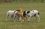 playing pointer puppies