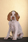 sitting pointer puppy