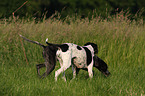 English Pointer