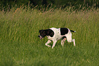 English Pointer