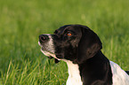 English Pointer