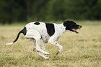 English Pointer