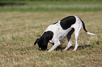 English Pointer