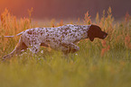 male English Pointer