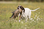 female English Pointer