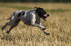 running English Pointer