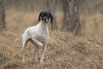 female English Pointer