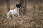 female English Pointer