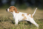 English Pointer Puppy