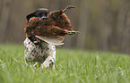 male English Pointer