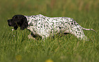 male English Pointer