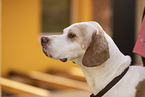 English Pointer Portrait