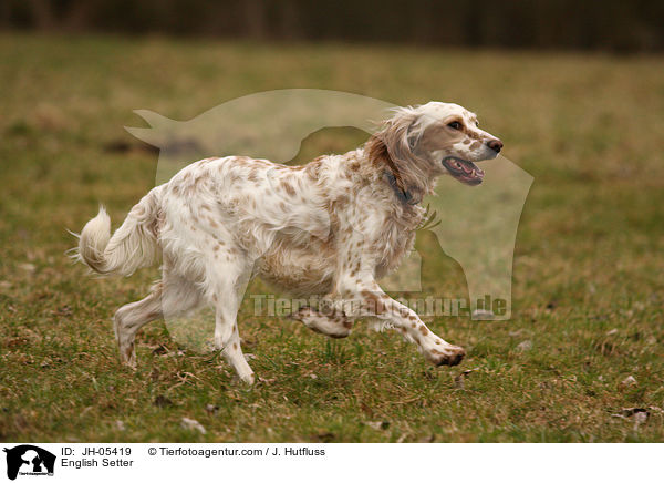 Englischer Setter / English Setter / JH-05419