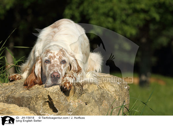 liegender English Setter / lying English Setter / JH-15818