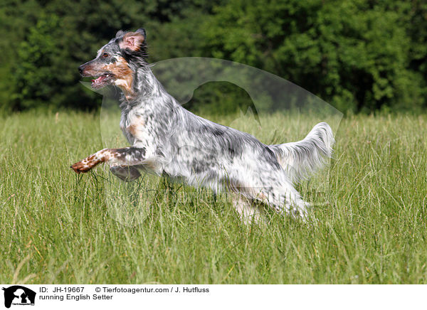 running English Setter / JH-19667