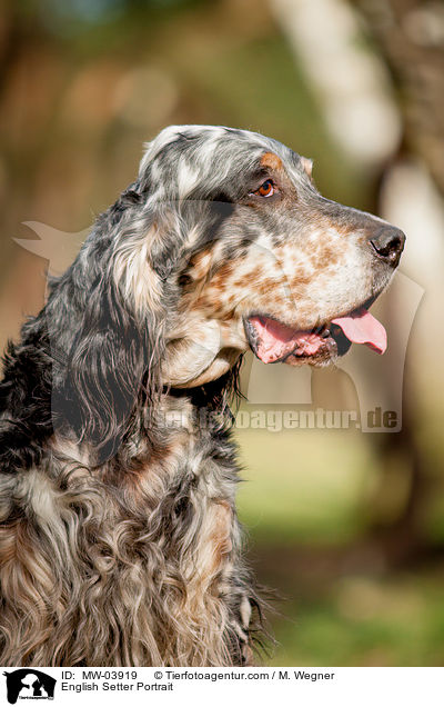 English Setter Portrait / MW-03919