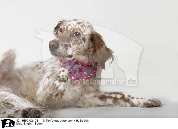 liegender English Setter / lying English Setter / HBO-02408