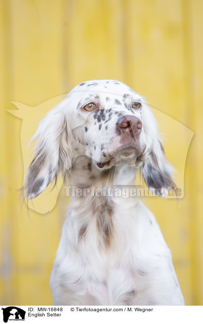 English Setter / English Setter / MW-16848