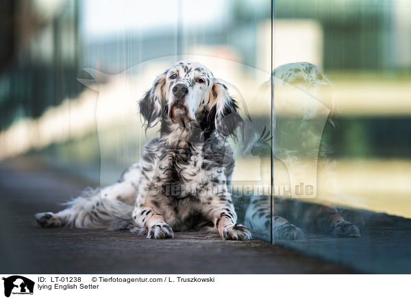 liegender English Setter / lying English Setter / LT-01238