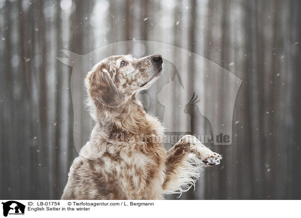 English Setter in the winter / LB-01754