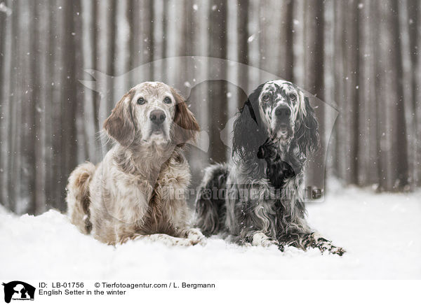 English Setter in the winter / LB-01756