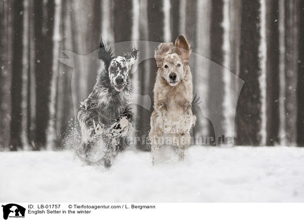 English Setter in the winter / LB-01757