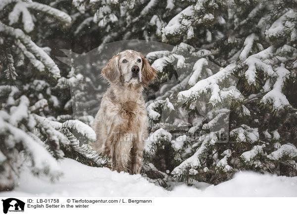 English Setter in the winter / LB-01758