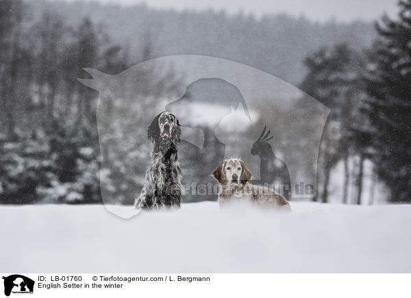 English Setter in the winter / LB-01760