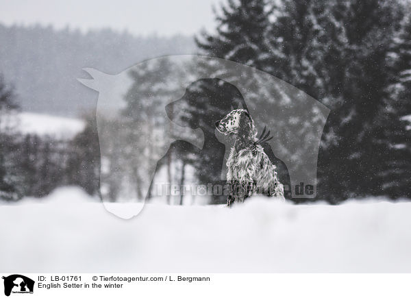 English Setter in the winter / LB-01761