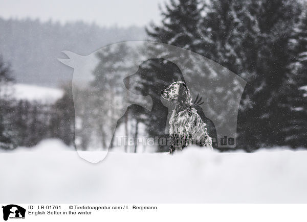 English Setter im Winter / English Setter in the winter / LB-01761