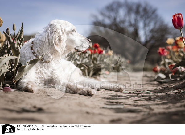 lying English Setter / NP-01132