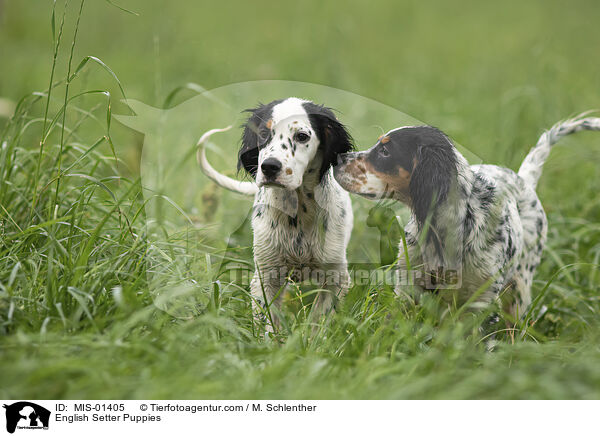 English Setter Puppies / MIS-01405