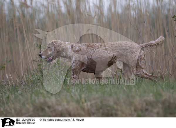 English Setter / JM-05669