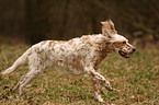 English Setter