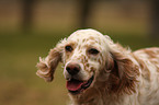 English Setter